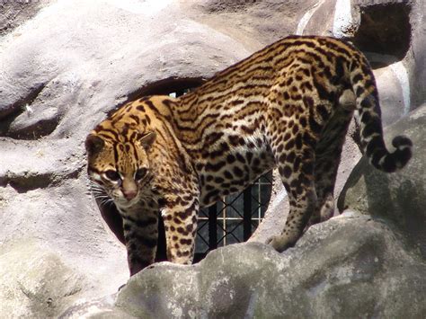 Ocelot Animal | Facts Information & Latest Pictures | All Wildlife Photographs