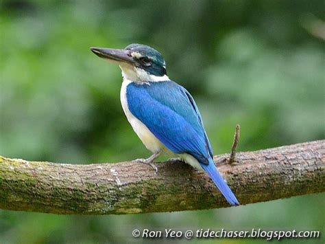 tHE tiDE cHAsER: Kingfishers, Rollers, Bee-eaters & Hornbills (Phylum Chordata: Order ...