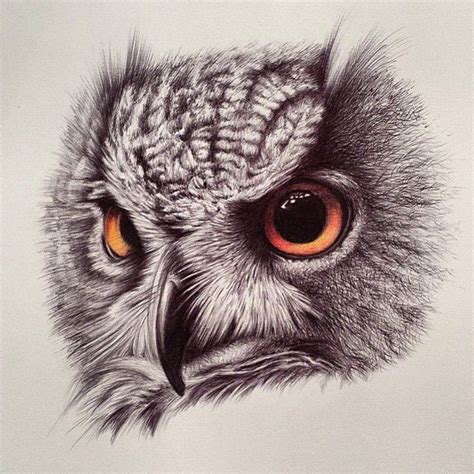 Pin by Mary Springfield on Art | Owls drawing, Owl eye tattoo ...