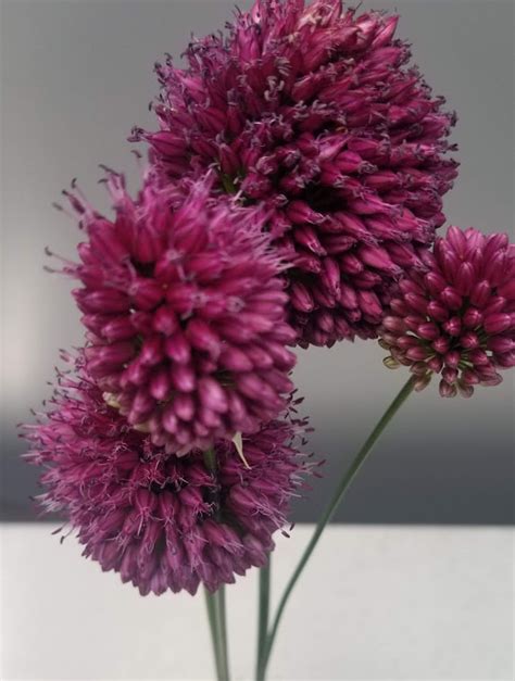 Allium sphaerocephalon