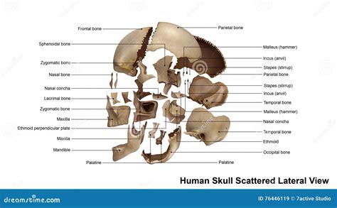 Fetal Skull Dimensions. Superior View And Lateral View Of The Fetal Skull Showing The Sutures ...