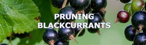 pruning blackcurrants | Pyracantha.co.uk