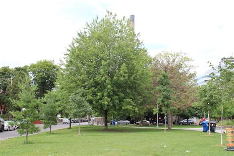 Bellevue Square Park at Kensington Market