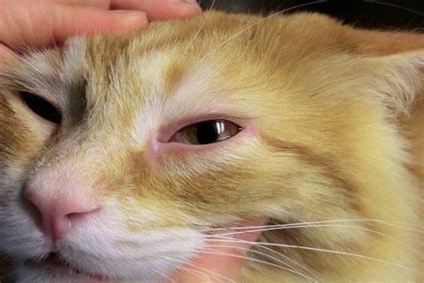 What are the causes of conjunctivitis in cats | Sick cat, Sick kitten, Cat medicine