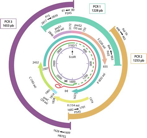 Hepatitis B Virus Genome