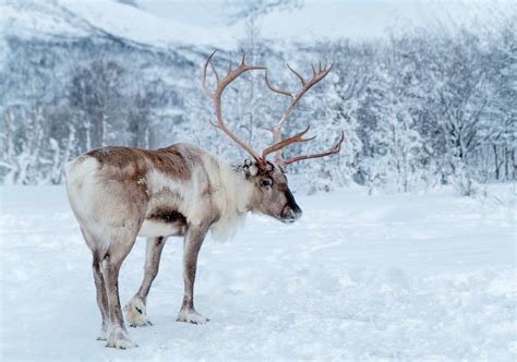 12 Surprising Facts About Reindeer