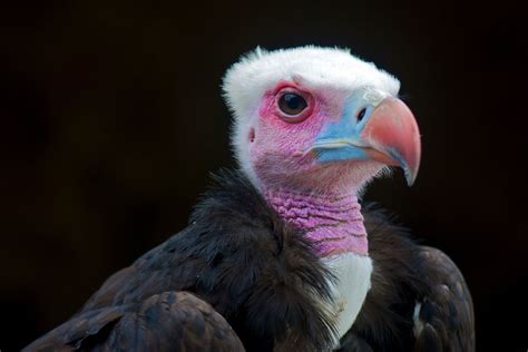 16 of the World's Most Endangered Vulture Species