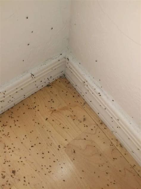 Here’s why clusters of these tiny bugs are all around Tucson right now