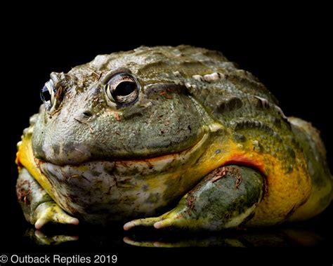 Giant Pixie Frog | Outback Reptiles