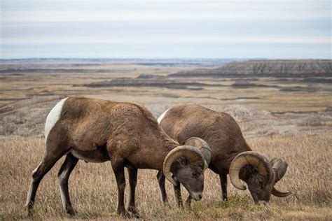 5 Best Places to See Wildlife in Badlands National Park - The National ...