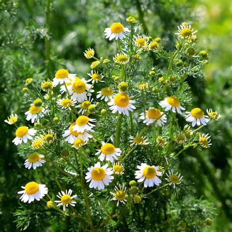 Chamomile Seed - Roman Chamomile Herb Seeds