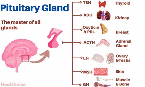Pituitary Gland — Hormones, Functions, and Disorders - Healthnise.com