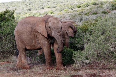 Baby African Bush Elephant stock photo. Image of african - 72018576