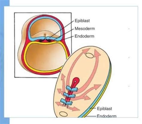 Where does the formation of germ cells take place? Explain their path of conduction with the ...