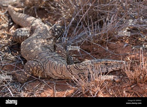 Perentie lizard hi-res stock photography and images - Alamy