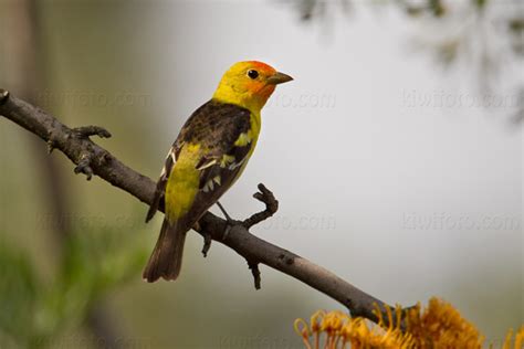 Western Tanager Pictures and Photos - Photography - Bird | Wildlife ...