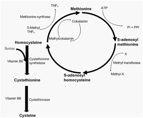 Homocystinuria; Cystathionine beta-Synthase Deficiency Disease; CBS ...