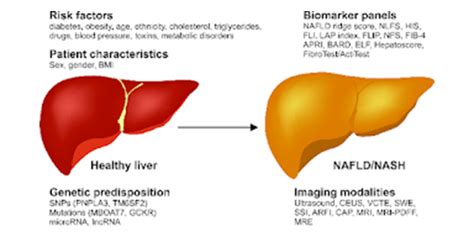 How Nash and fatty liver effects daily functioning of the liver