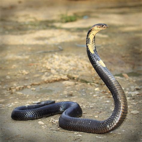 Discover the Interesting Life of Cobras – Animal Encyclopedia