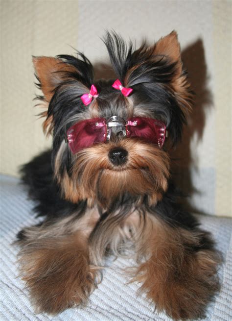 All List Of Different Dogs Breeds: Yorkie Dogs - Small Dog Breeds