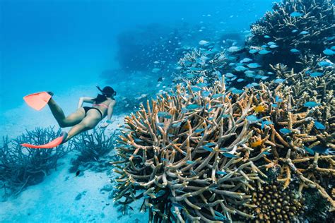 SNORKELLING & SCUBA DIVING - Daintree Ecolodge Accommodation & Retreat