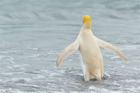 A Rare Yellow Penguin Has Been Photographed for the First Time on a ...