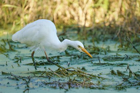 In Photos: The Birds of Eagleby Wetlands, QLD