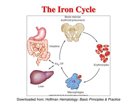 PPT - Iron Metabolism PowerPoint Presentation, free download - ID:3080566