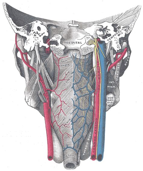 Inferior pharyngeal constrictor muscle - wikidoc