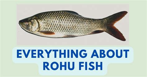 Rohu Fish