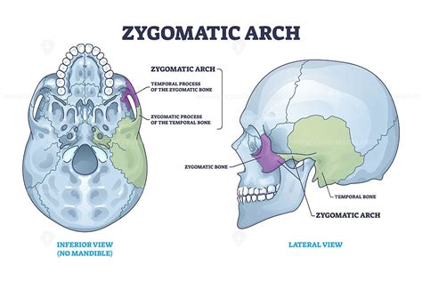 Zygomatic acrh with skull cheekbone skeletal parts anatomy outline diagram. Labeled educational ...