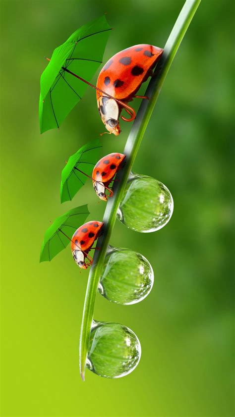 Cover phone drops ladybird | Fondos de pantalla naturaleza, Bellos ...