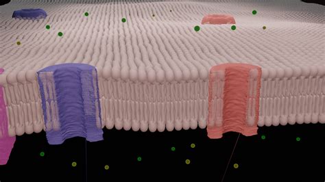 Animation Ionic Channels Membrane 3D - TurboSquid 1702262