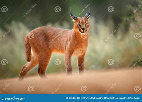 Caracal, African Lynx, in Green Grass Vegetation. Beautiful Wild Cat in Nature Habitat, Botswana ...