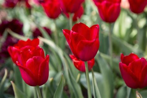 The Best Red Tulips to Grow - BBC Gardeners World Magazine