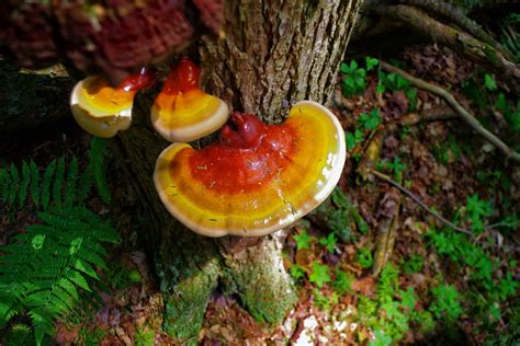 Benefits of Reishi Mushrooms — Innoculated