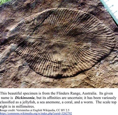 Ediacaran fauna Archives - Geological Digressions