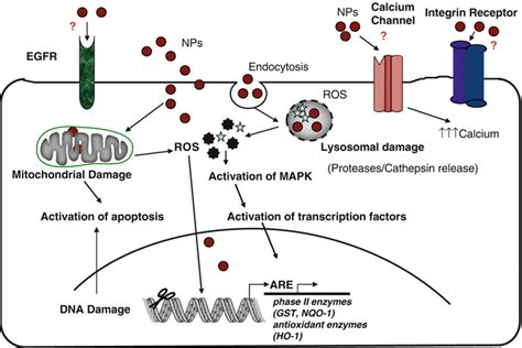 Cellular Mechanisms of Nanoparticle Toxicity | SpringerLink