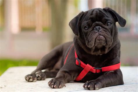 Black Pug: Facts, Genetics, Puppy Price & FAQs (With Pictures)