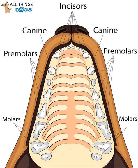 Explaining Dogs: Dog Teeth Diagram | Glamorous Dogs