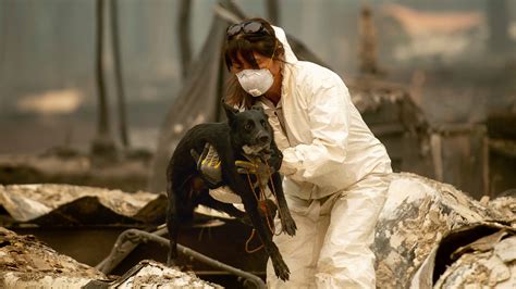 Animals affected by California wildfires