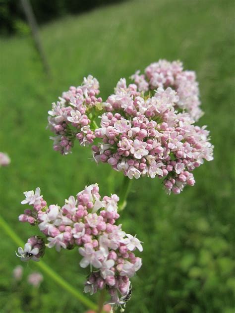 Valerian (herb) - Wikipedia