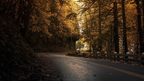 Yellow Leaves Forest Road wallpaper | nature and landscape | Wallpaper Better