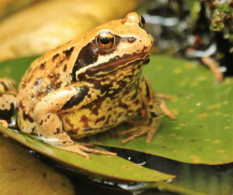 Toad Symbolism: Understanding the Spirit Animal Meaning