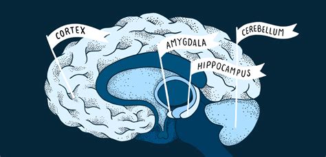 Explicando los cambios en la estructura del cerebro en el autismo