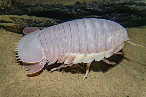 25 Awesome Giant Isopod Fun Facts