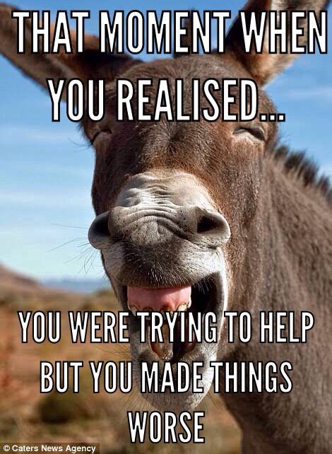 Funny donkey meme | Funny quotes, Funny, That moment when