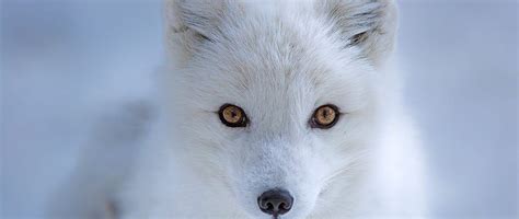 Learn How the Arctic Fox Get Its Winter Coat from Answers Magazine ...