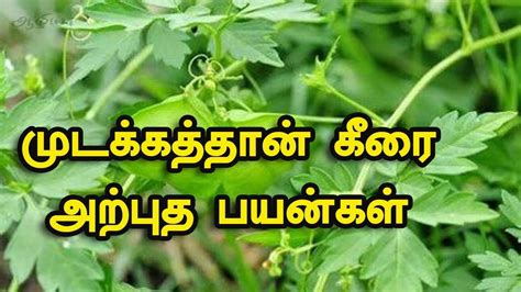 முடக்கத்தான் கீரை | முடக்கத்தான் கீரை மருத்துவப் பயன்கள் | Mudakathan Keerai Benefits - YouTube