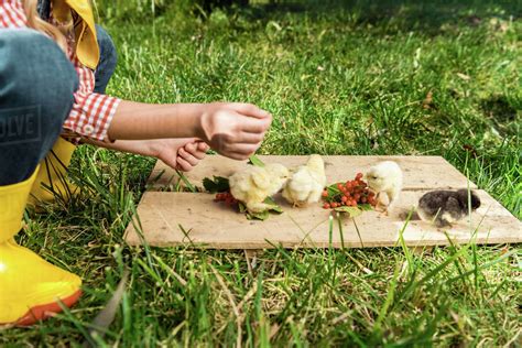 Cropped image of little girl feeding baby chicks by rowan on wooden board outdoors - Stock Photo ...